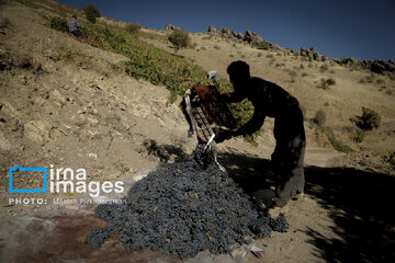 grapes harvest