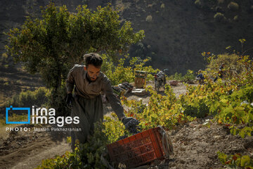 grapes harvest