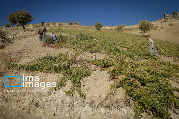 grapes harvest