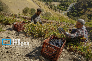 grapes harvest