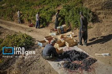 grapes harvest