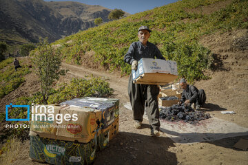 grapes harvest