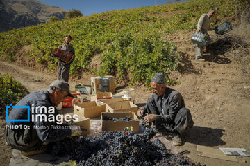 grapes harvest