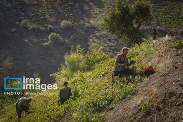 grapes harvest