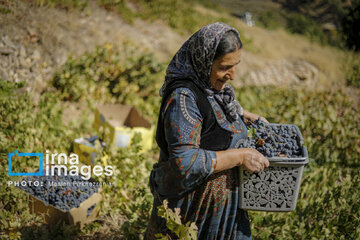 grapes harvest