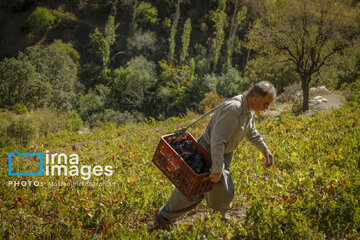 grapes harvest