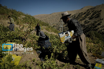 grapes harvest