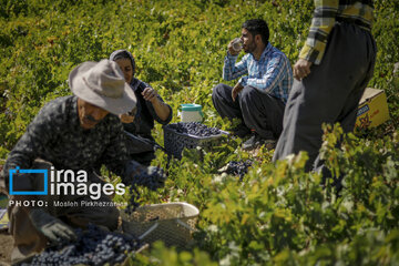 grapes harvest