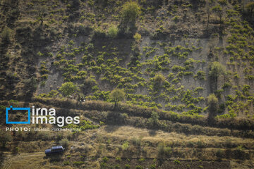 grapes harvest