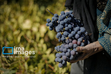 grapes harvest