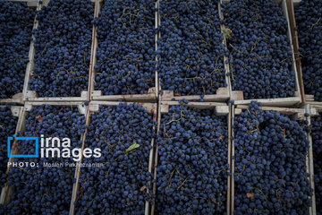 grapes harvest