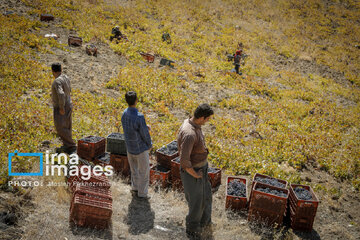 grapes harvest