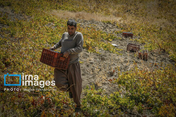 grapes harvest