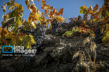 grapes harvest