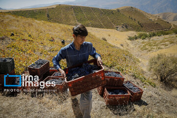 grapes harvest