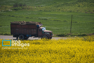 Wood smuggling