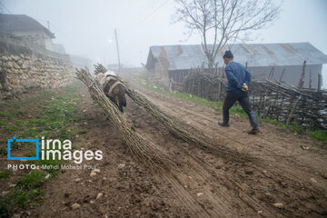 Wood smuggling