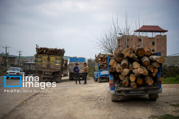 Wood smuggling