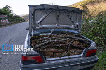 Wood smuggling