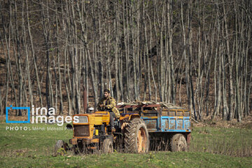 Wood smuggling