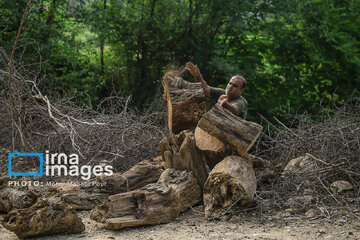 Wood smuggling