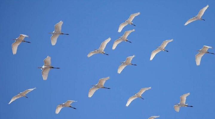 مخاطرات پرندگان مهاجر و بایستههای مراقبت از صنعت طیور در استان اردبیل