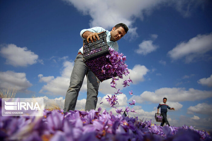 چشم انداز مثبت طلای سرخ در خراسان شمالی