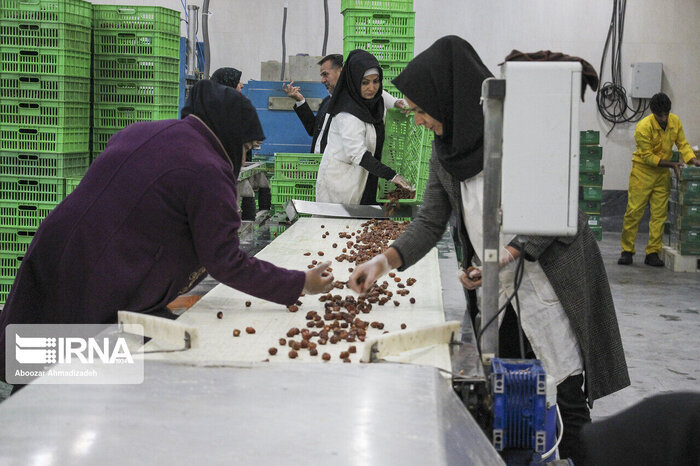 پویایی کشاورزی گیلان به مدد ۲ هزار و ۳۶۰ واحد صنایع تبدیلی