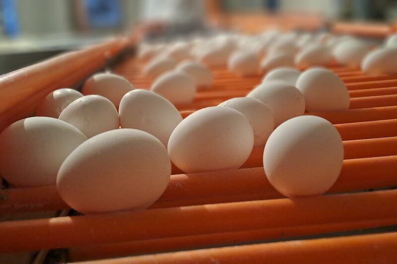 تولید بیش از ۱۰ درصد تخم مرغ کشور در آذربایجان شرقی تولید بیش از ۱۰ درصد تخم مرغ کشور در آذربایجان شرقی