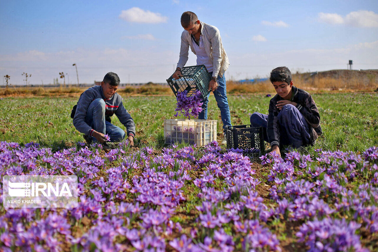 چشم انداز مثبت طلای سرخ در خراسان شمالی