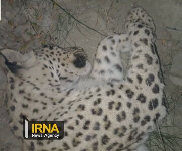 آغاز بررسی علت مرگ یک گونه جانوری در تنگ "شیو" باشت