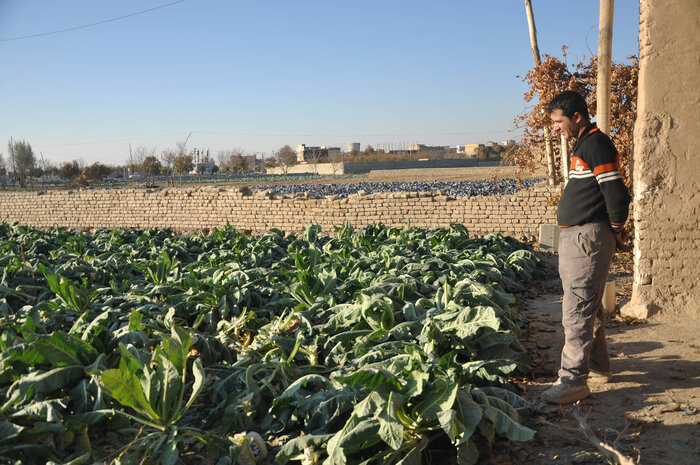 افزایش بهرهوری آب، راهکار کلیدی نجات کشاورزی اصفهان
