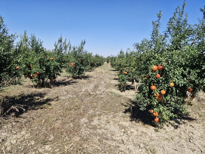 یاقوتچینی در گلستان