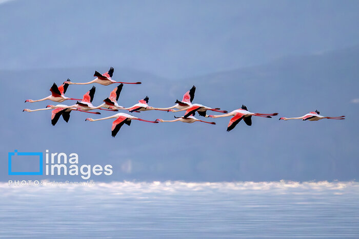 سوغاتی دلهرهآور مرغان مهاجر برای خراسانشمالی