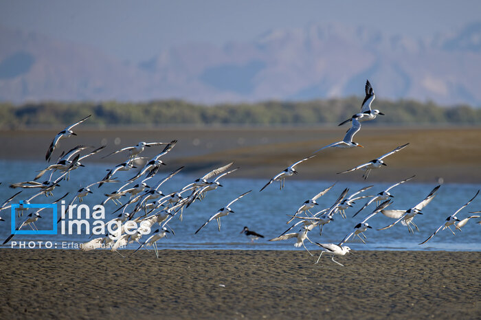 مهاجرت مرگبار آنفلوآنزای پرندگان به زیستبوم کهگیلویه و بویراحمد