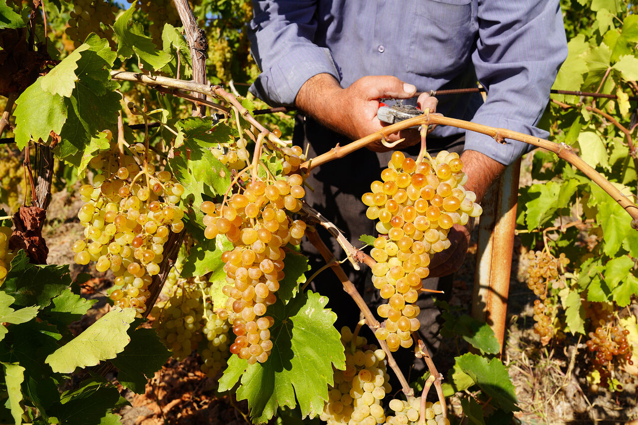 تولید 29 هزار تن انگور در استانداری اردبیل تولید 29 هزار تن انگور در استانداری اردبیل