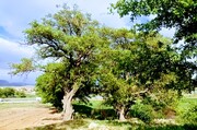 جایگاه قدسی درخت «زالزالک» در روستای هِنده گلپایگان + فیلم