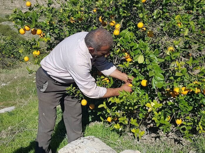 افزون بر ۲ هزار و ۳۰۰ هکتار از اراضی باغی بابل شناسنامه‌دار شد