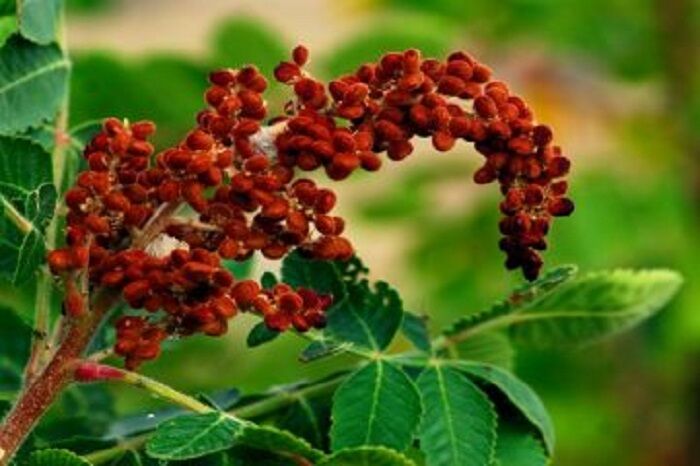 سماق هوراند چاشنی سفره های اروپایی سماق هوراند چاشنی سفره های اروپایی