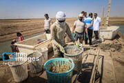 Harvesting shrimp in southwestern Iran