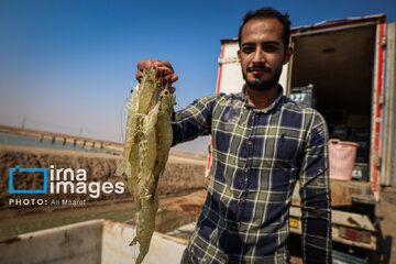 Hunting of shrimps in southwestern Iran