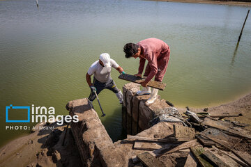 Hunting of shrimps in southwestern Iran