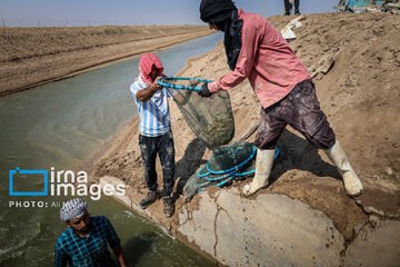 Hunting of shrimps in southwestern Iran