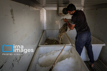 Hunting of shrimps in southwestern Iran