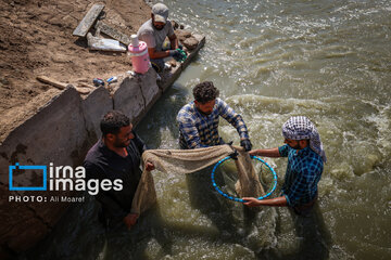 Hunting of shrimps in southwestern Iran