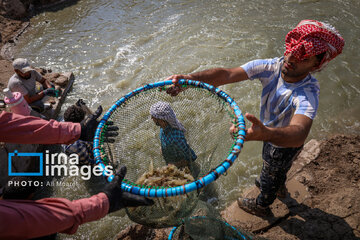 Hunting of shrimps in southwestern Iran