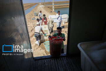 Hunting of shrimps in southwestern Iran