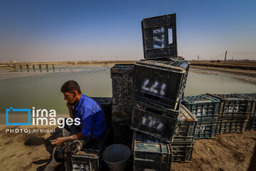 Hunting of shrimps in southwestern Iran