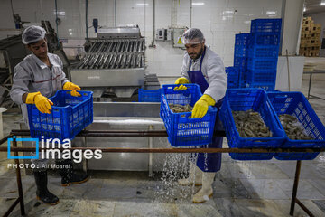 Hunting of shrimps in southwestern Iran