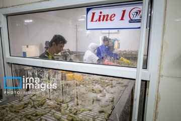 Hunting of shrimps in southwestern Iran